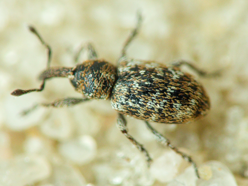 Smicronyx jungermanniae (Reich, 1797)